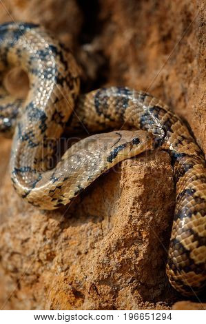 Wild snake close up in the nature habitat, wild brasil, brasilian wildlife, pantanal, green jungle, south american nature and wild, dangereous, false cobra