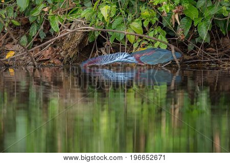 Majestic and colourfull bird in the nature habitat