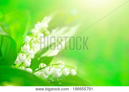 Blooming Spring Lily Of The Valley In Morning Sunny Garden