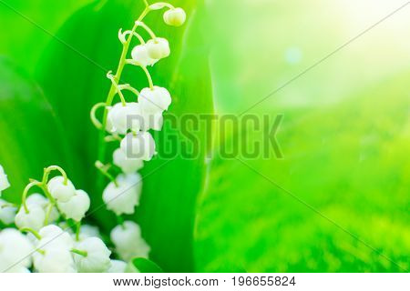 Beautiful White Lilies Of The Valley In The Morning