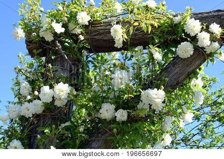 Florización of fruit-bearing trees and flowers in general in spring
