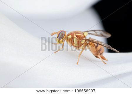 Close up Bactrocera Zonata or Peach fruit fly on white orchid