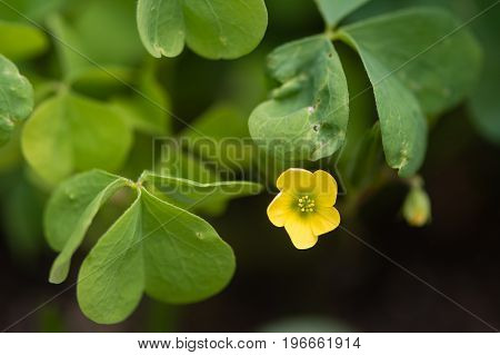 Wood sorrel (Oxalis sp.) flower and leaves. Yellow flower of edible plant also known as sourgrass in the family Oxalidaceae