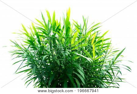 green Ginger leaf plant isolate on white background