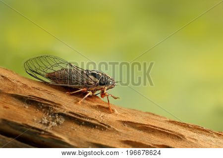 Cicada Euryphara known as european Cicada moving down  on a twig with a green background.Garden's pest.