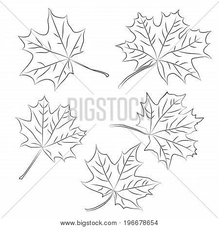 Set of black outline maple leaves. Vector illustration