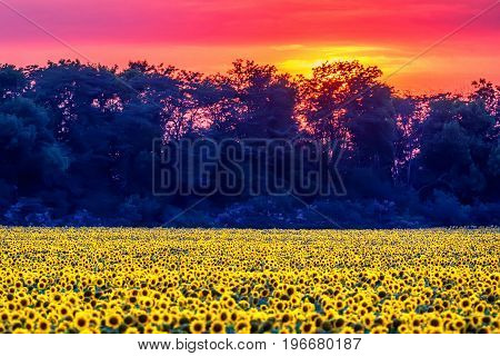 Scenic sunset with beautiful sunflowers on the field
