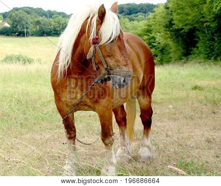a beautiful horse in a field in summer