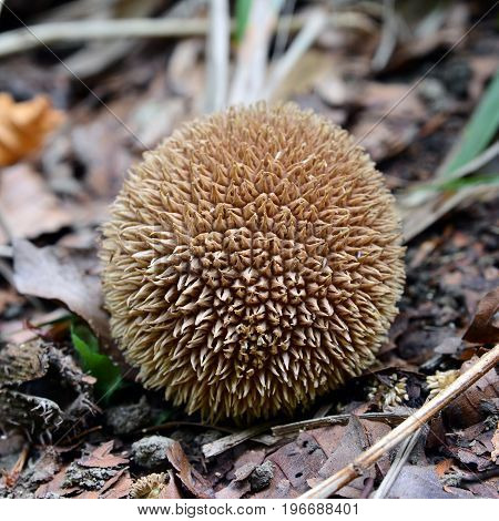 lycoperdon echinatum the spiny mushroom in the forest