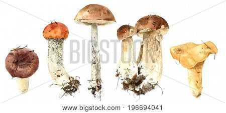Hand drawn watercolor mushrooms isolated on white background