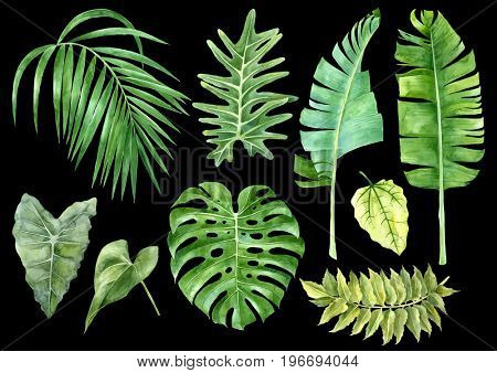 Hand drawn watercolor set of tropical leaves isolated on black background