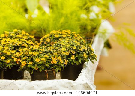 Closeup Of Beautiful Yellow Flowers, Sanvitalia
