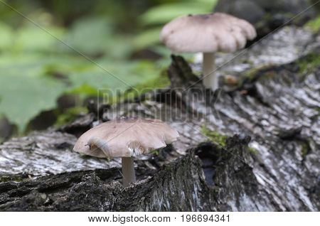 Deer Mushroom (Pluteus cervinus) near a birch tree stump