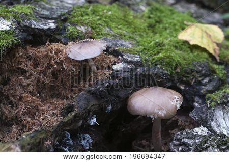 Deer Mushroom (Pluteus cervinus) near a birch tree stump