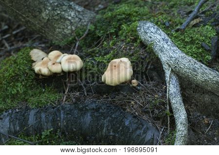 Sheathed woodtuft on an old stump closeup