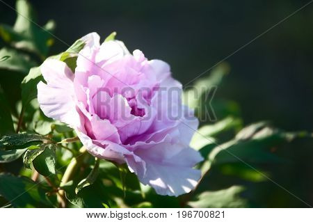 peony under natural conditions. Juicy pink red flowers on a background of green foliage. Flower pattern.
