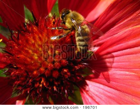 Beesy