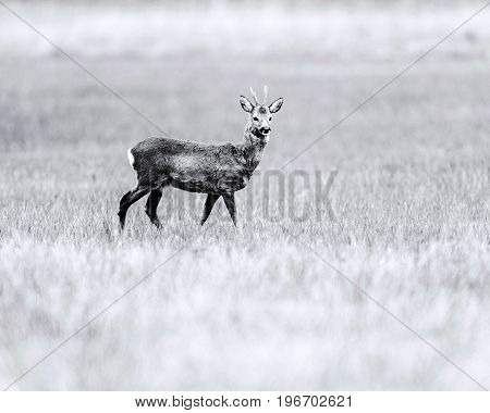 Old Black And White Photo Of Roebuck Looking Around While Standing In Field.
