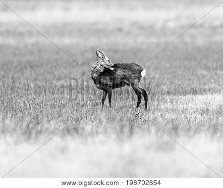 Old Black And White Photo Of Washing Roebuck Standing In A Field.