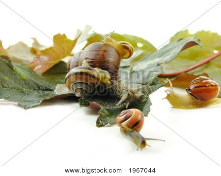 ห้า Slugs และ Leafs บนพื้นสีขาว