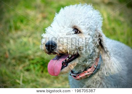 Dog Bedlington portrait outside On a sunny day