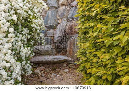 A bush of white flowers spirea leads to a stone staircase /a bush of white  spirea flowers