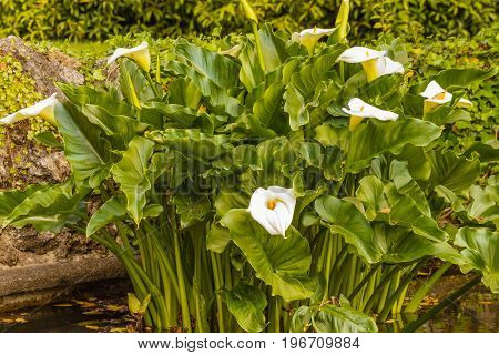 close-up of an acquatic white calla flourished in a pond with side by side a fountain that zippers /the acquatic white  calla lily  known as zantedeschia aethiopica callas