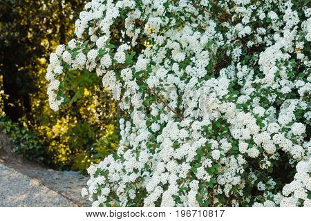 a branch of the spirea emerges out its hedge and forms an arc /a branch of the spirea emerges out its hedge and forms an arc
