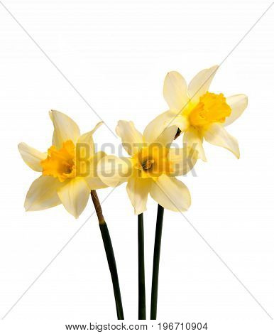 Flower of yellow Daffodil (narcissus) isolated on white background