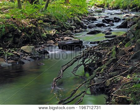 Long Exposure Magic Forest Stream With Stones, Trees And Roots