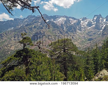 Green Pine Trees With Snow Spotted Mountains Background And A Blue Sky