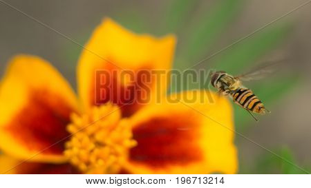 Fly insect bird sits on a bright yellow-red flower. The surface is lit by the bright sun. Macro photo of an insect with an extreme enlargement.