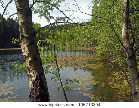 forest lake with close birches and leaves on the water