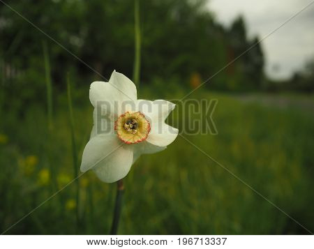 Daffodil On Green Grass And Forest