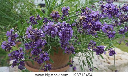 Blooming Lavender In Pottery Flowerpot With Bee Filing Down