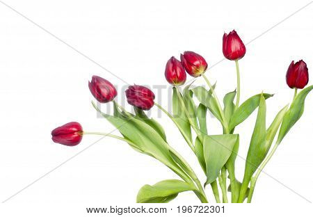 beautiful fresh red tulips on white background