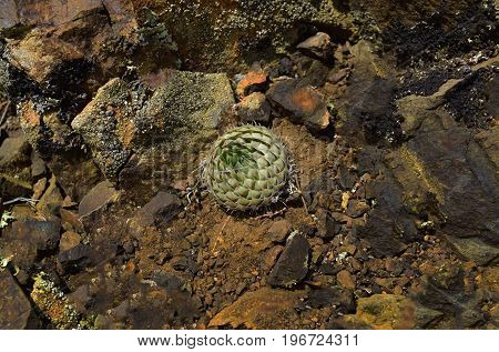 Orostachys spinosa grows between stones on rocks in Altai mountains. Altay Republic Siberia Russia.