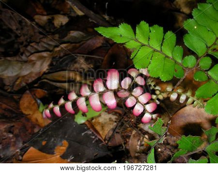 Plants in French guyana rainforest, south america.