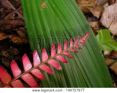 Plants in French guyana rainforest, south america.