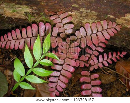Plants in French guyana rainforest, south america.