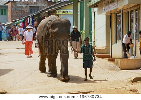 PINNAWALA, SRI LANKA - MAY 18, 2011: Unidentified man walks an adult elephant by the street. Pinnawala in Sri Lanka is famous for Elephant Orphanage.