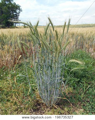 Immature barley, one greensward out from field