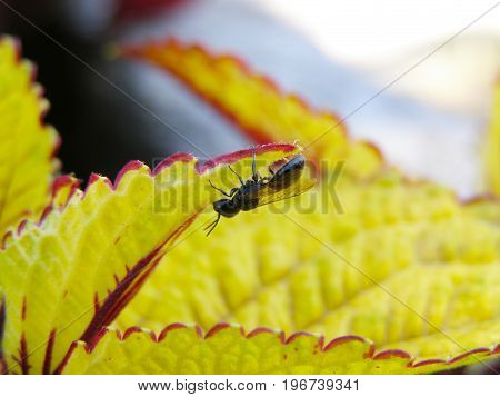 Bee on a yellow dandelion flower collecting pollen and gathering nectar to produce honey in the hive