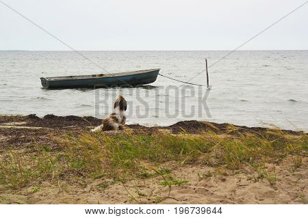 A dog on the river bank is waiting for the owner to swim away on an old boat