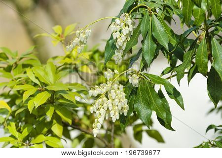 Flowering Pieris japonica (Japanese andromeda) in the garden.