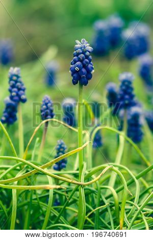Flowering in the garden. The first spring flowers (Muscari neglectum).