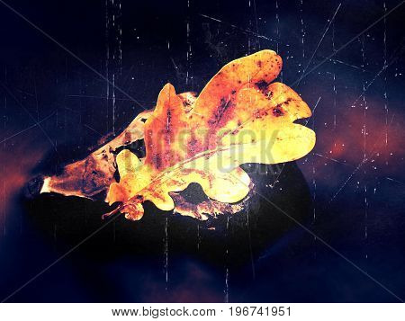 Film Effect. Caught Rotten Old Oak Leaf On Stone In Blurred Water Of Mountain River, First Autumn Le
