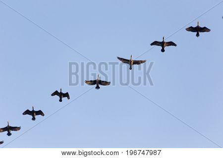 double crested cormorant flying with blue sky