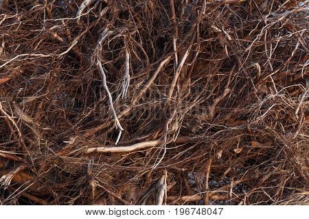 dark brown tangled tree roots for background