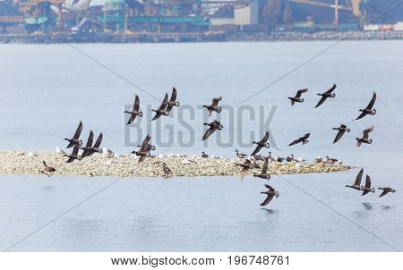 Swarm of Brant at Delta BC Canada